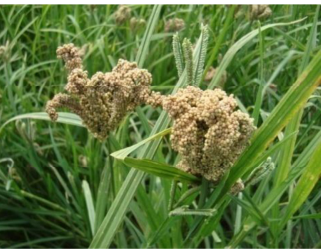 A picture containing grass, outdoor, plant, vegetable Description automatically generated