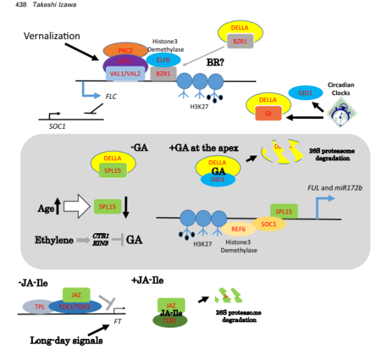 Transcriptomics: Molecular Mechanism of the Control of the Flowering in ...