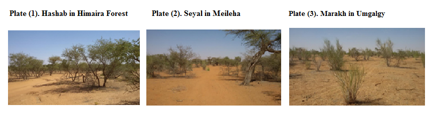 D:\Thesis\selected tree speceis.png